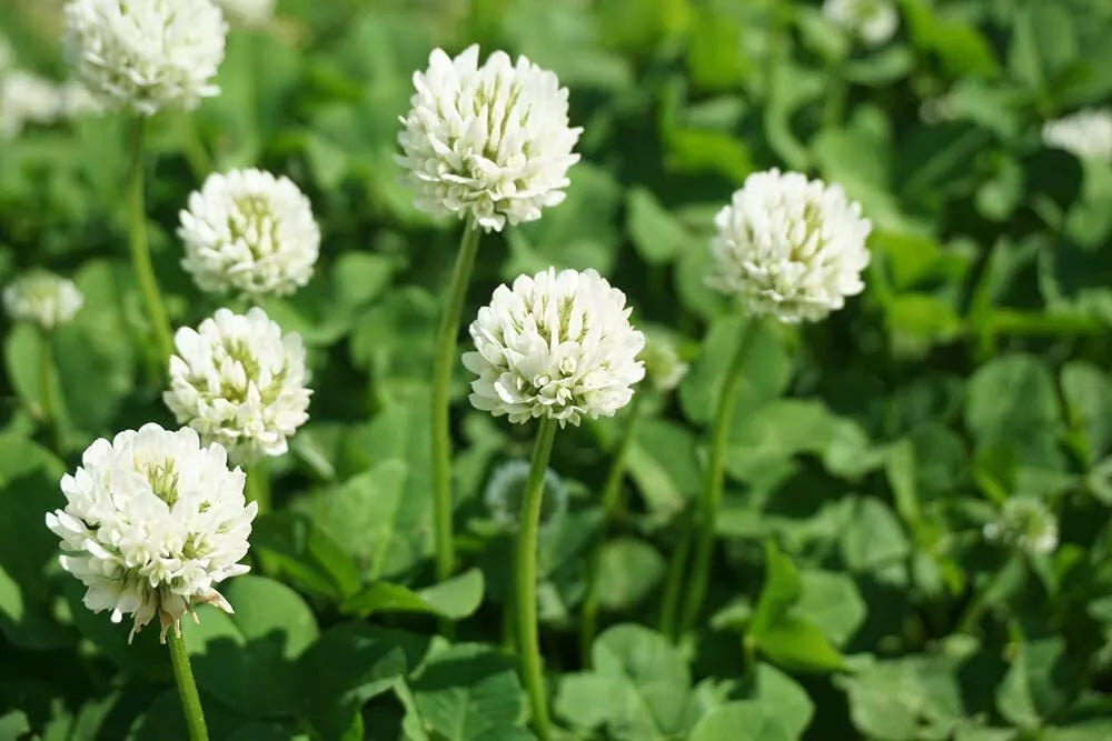 Dutch White Clover Seeds - 500 Count, Cover Crop for Pasture, Trifolium repens, Soil-Enhancing Ground Cover