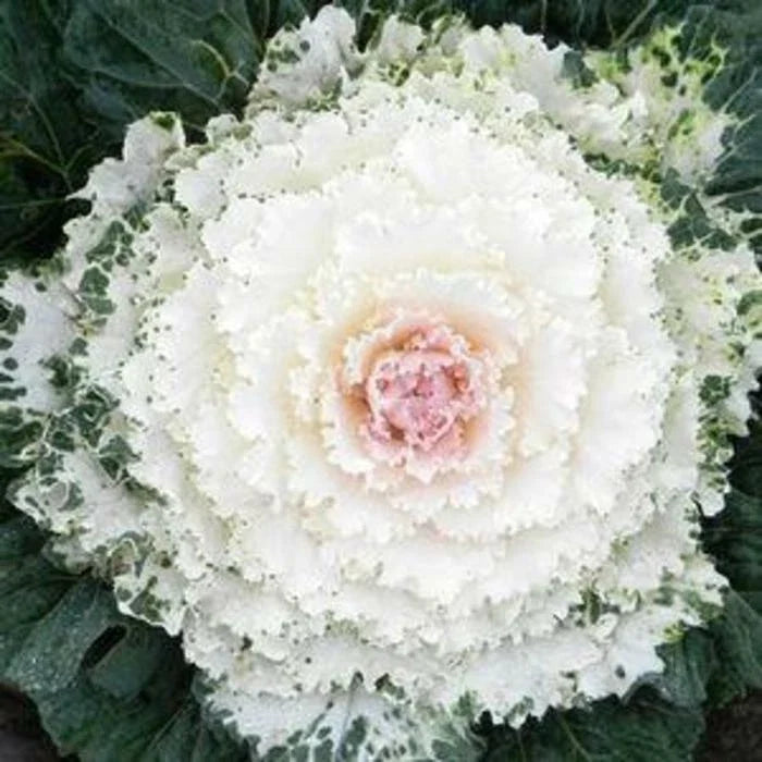 Ornamental Kale Seeds - Songbird White - 40 Seeds - Brassica oleracea var. capitata - Decorative Foliage, Edible Garden