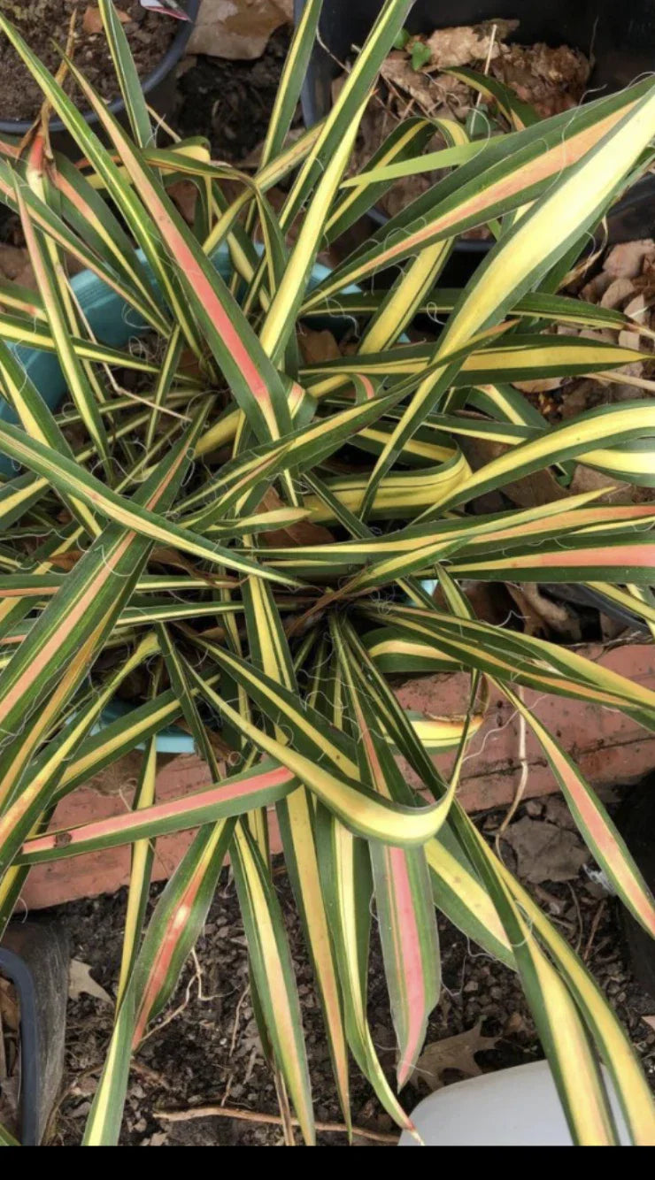 Variegated Yucca Plant - Yucca filamentosa 'Color Guard' Bareroot