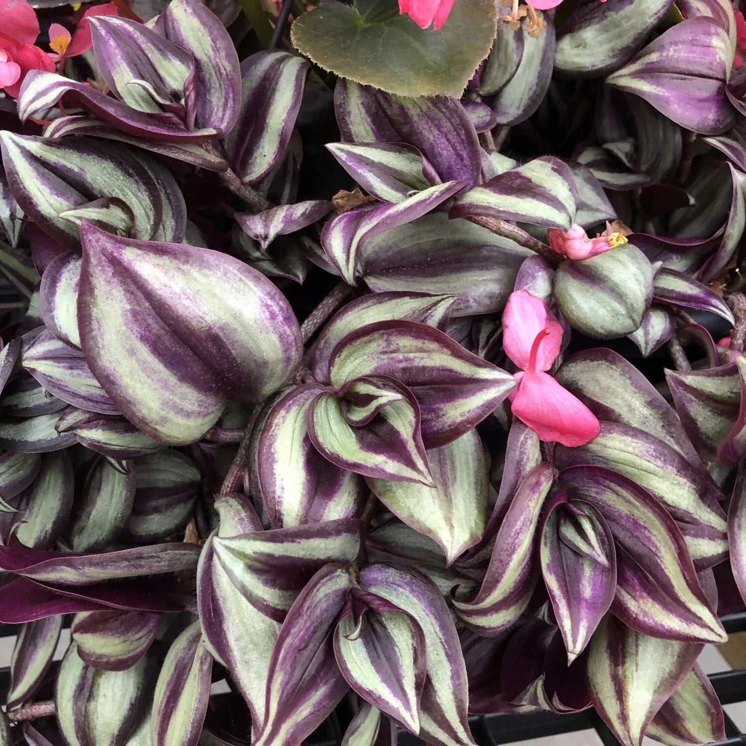 Tradescantia Zebrina Cuttings - 12 Stem Wandering Jew Plant Propagation - Easy Care Indoor Houseplant