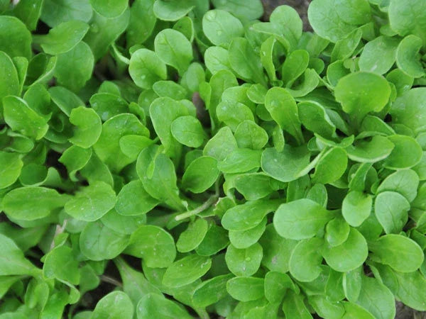 Corn Salad Herb Seeds - Dutch Valerianella locusta, 750+ Seeds for Indoor & Outdoor Gardens, Edible Greens