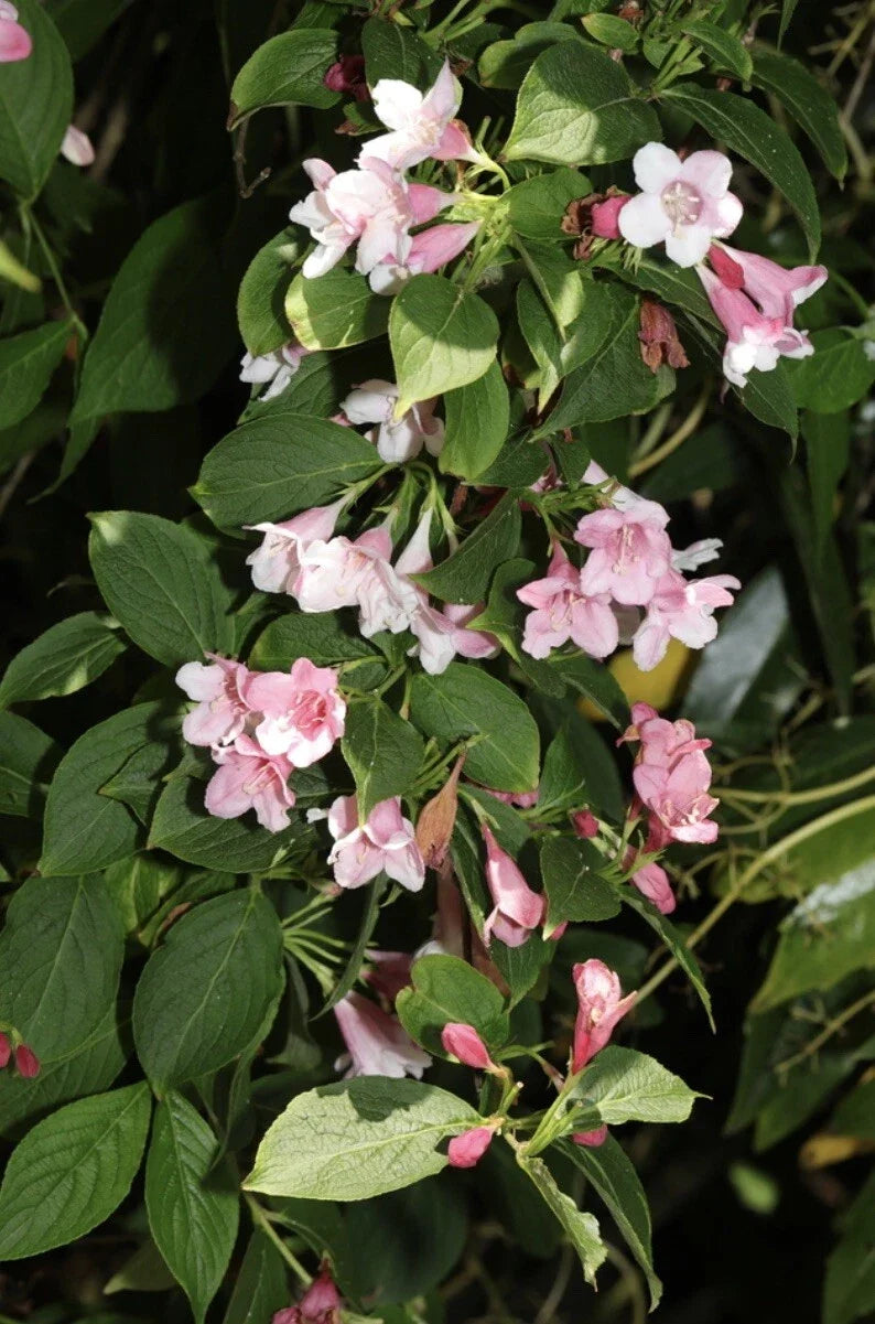 Weigela Flower Seeds - Old Fashioned Bush Shrub - Pink & White Blooms - Weigela florida - Perennial Garden Seeds