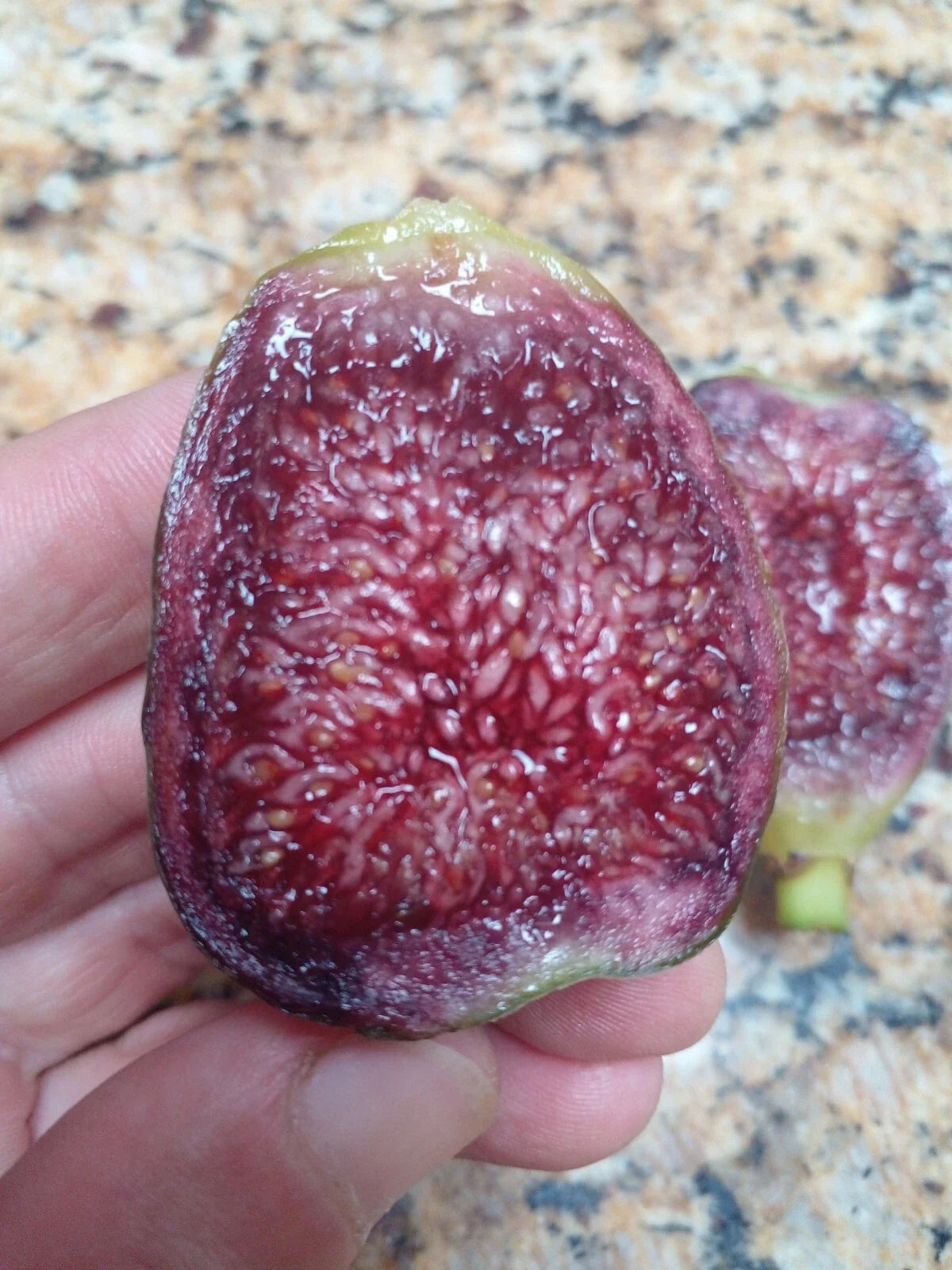 Ponte Tresa Fig Tree Cuttings – 2 Swiss Ficus carica 'Ponte Tresa' for Growing Delicious Figs