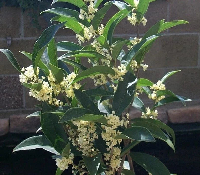 Fudingzhu Fragrant Tea Olive Osmanthus Starter Plant, Well-Rooted, Aromatic, Evergreen, Osmanthus fragrans