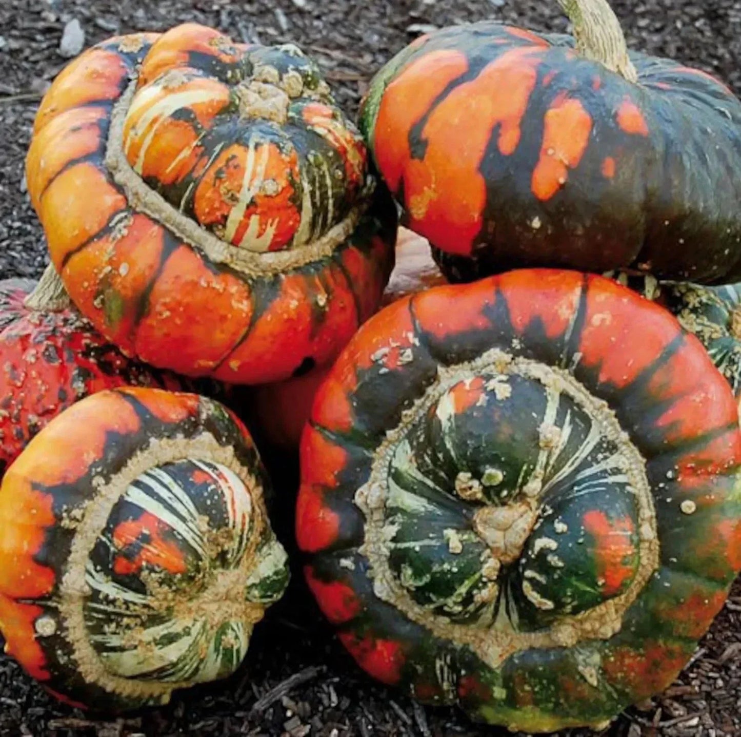 Turk's Turban Pumpkin Gourd Seeds - 25 Heirloom Organic NON-GMO Cucurbita maxima