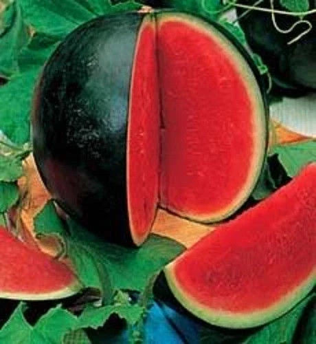 Sugar Baby Watermelon Seeds - Organic Citrullus lanatus for Small Gardens & Containers, Juicy Red Flesh, 25 Seeds