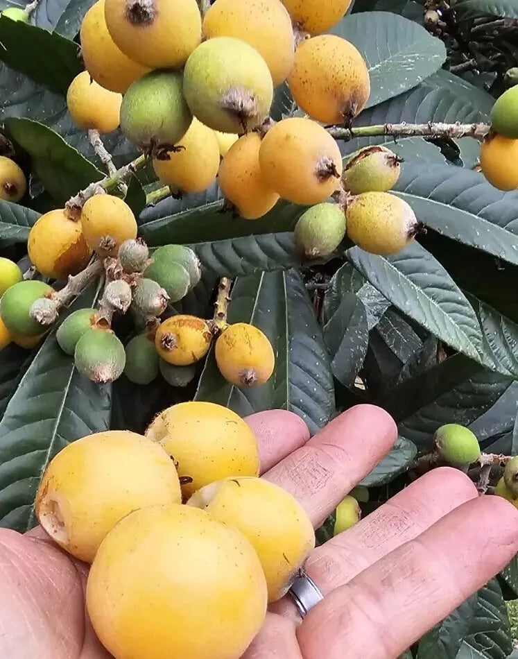 Loquat Fruit Trees 25-Pack Starter Plants Eriobotrya japonica, Evergreen, Fast-Growing, Edible Fruit, Suitable for Gardens