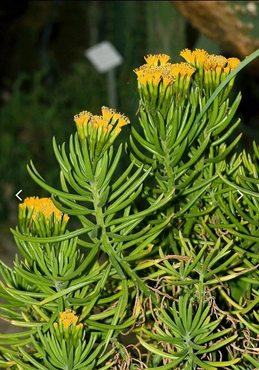 Senecio barbertonicus Cuttings - 10 Lemon Bean Bush Live Plant Cuttings for Indoor and Outdoor Gardening