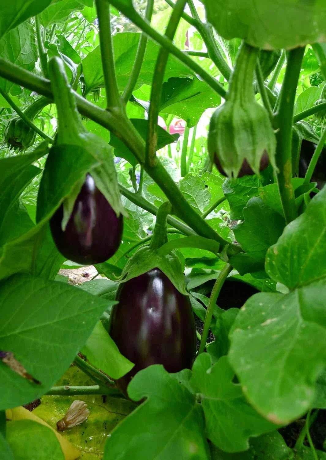 Black Beauty Eggplant Seeds - Non-GMO, Solanum melongena, Heirloom Organic Vegetable Gardening