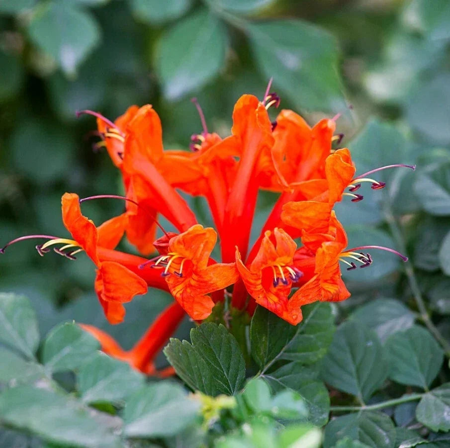 Orange Cape Honeysuckle Starter Plants Set of 2 - Tecoma capensis, Climbing Shrub, Orange Flowers, Garden Plant
