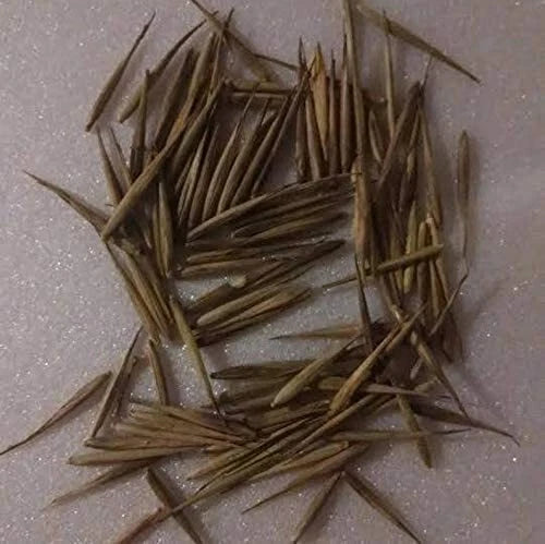 Black Bamboo Seeds - 100+ Rare Phyllostachys nigra for Planting, Exotic Fast Growing, Garden Privacy Screen, Eco-Friendly Seeds