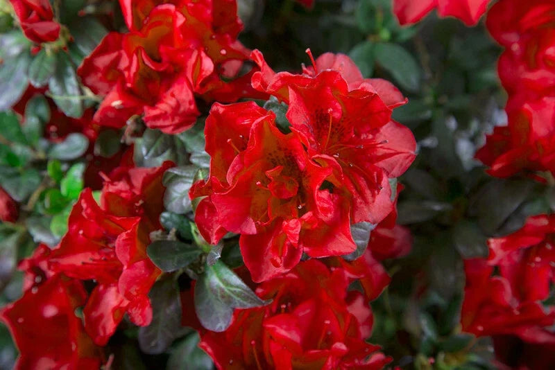 Azalea Starter Plant Well Rooted Deep Red Flowers Rhododendron 'Encore Autumn Fire' Deciduous Shrub