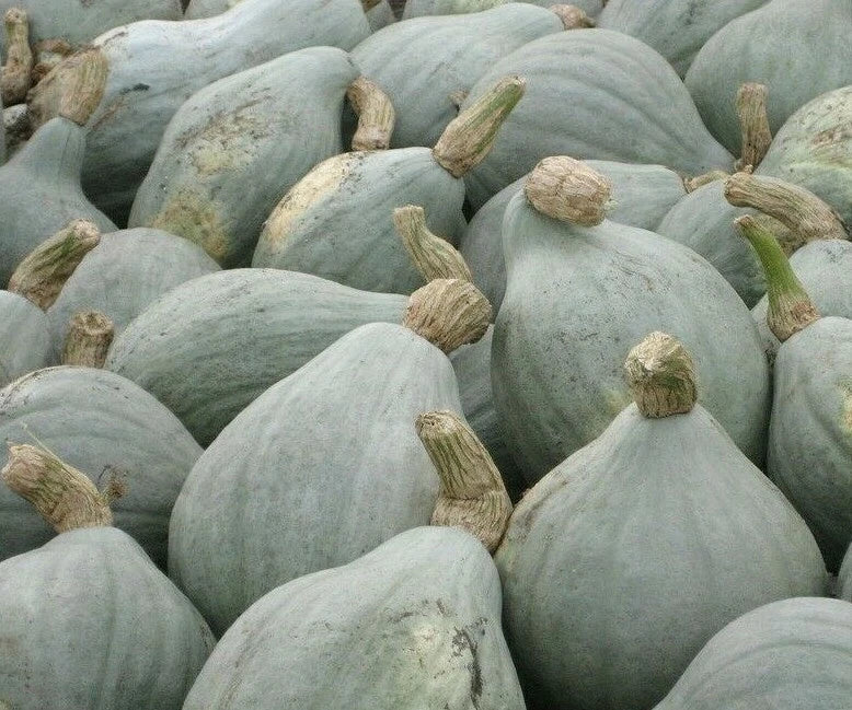 Blue Hubbard Winter Squash Seeds - Heirloom Cucurbita maxima - 10+ Pack