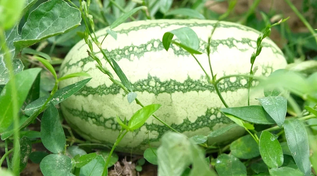 Sweet Beauty Watermelon Seeds - 50+ Pack, Citrullus lanatus, Non-GMO, USA Grown, Juicy Summer Watermelons, Garden Planting, Free Shipping
