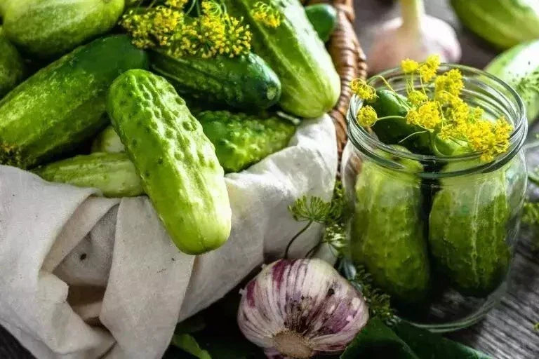 Boston Pickling Cucumber Seeds - Non-GMO Heirloom Cucumis sativus