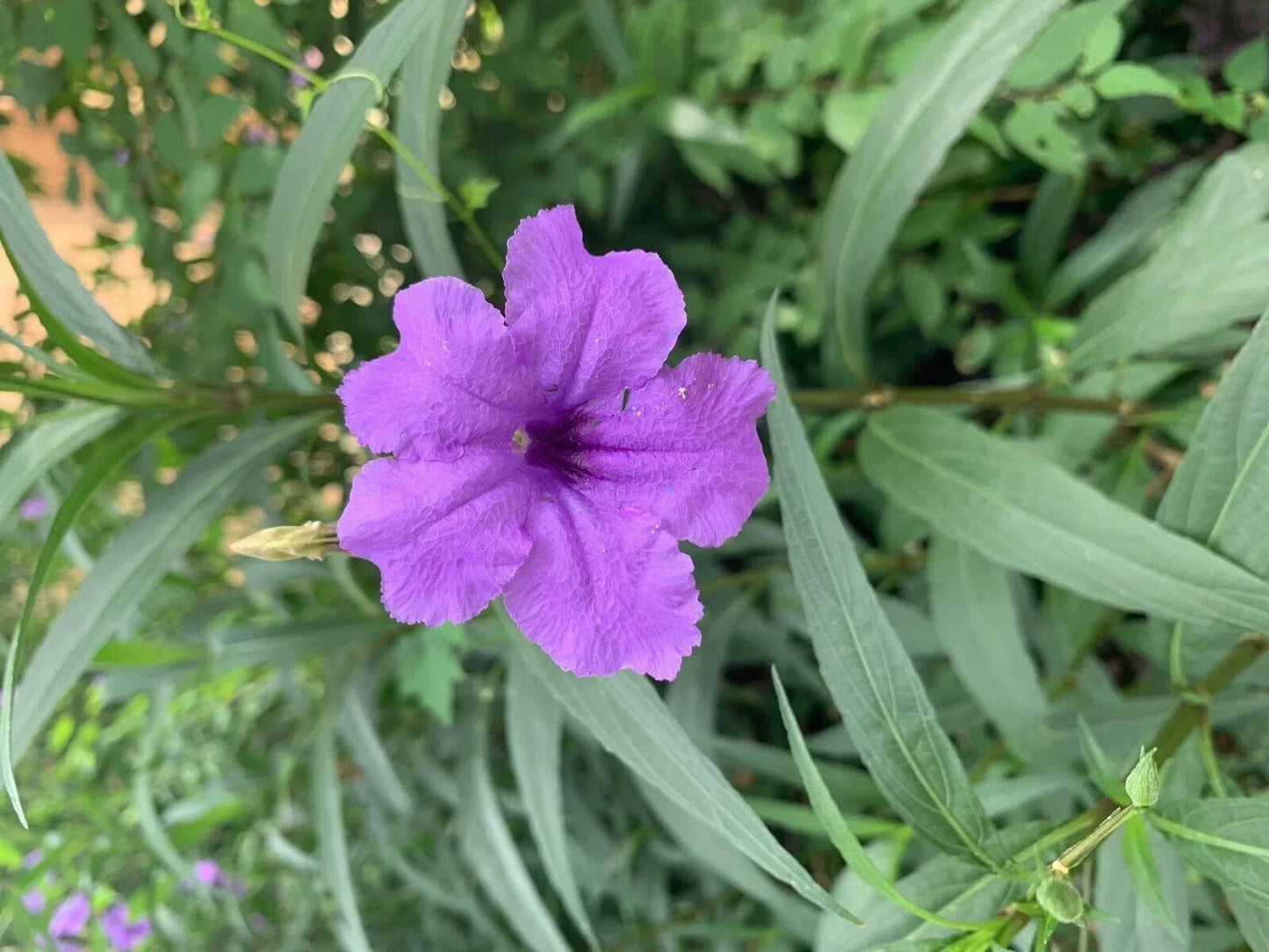 Dwarf Bluebell Live Plant - Ruellia brittoniana Aquatic Marginal Starter