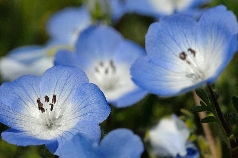 Baby Blue Eyes Flower Seeds - 565 Seeds - Nemophila menziesii - Shade Garden - GroCo USA