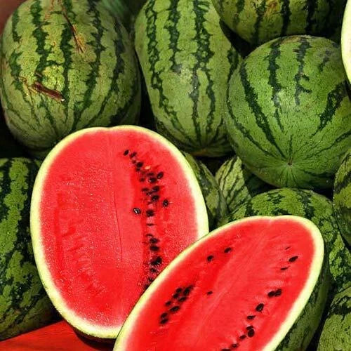 Jubilee Improved Watermelon Seeds - Heirloom Non-GMO Seeds for Home Gardeners