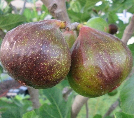 Olympian Fig Live Plant 1 QT Ficus Carica in Grow Bag for Zones 7-10