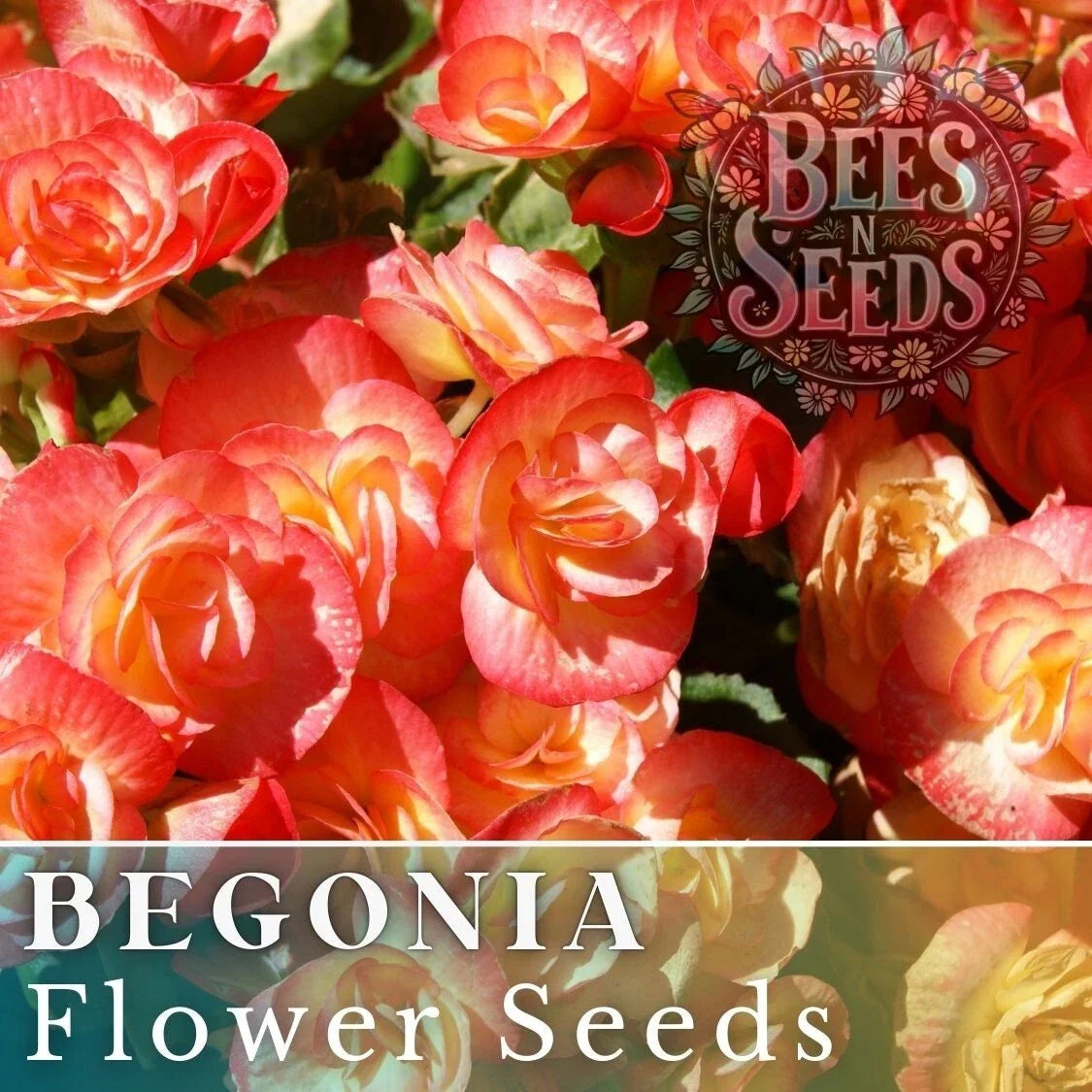 Copper Oasis Begonia Seeds - Non-GMO Flower Seeds for Gardens, 45 or 125 Seeds, Begonia x tuberhybrida, Indoor & Outdoor Planting