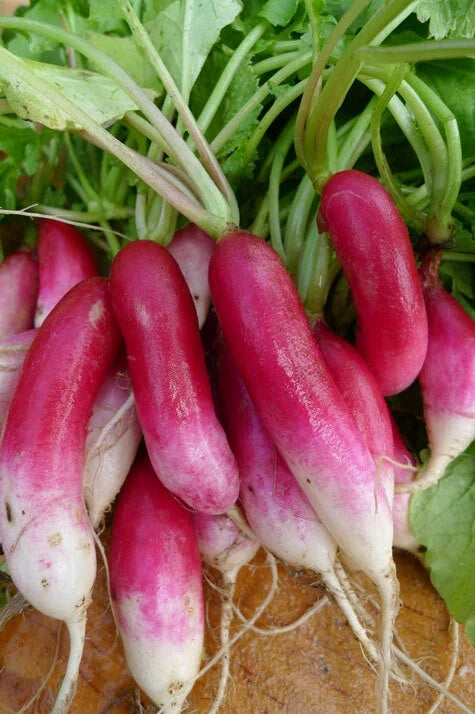 French Breakfast Radish Seeds - Heirloom Raphanus sativus for Garden, Fast-Growing, Crisp, Non-GMO, 50-5000 Seeds