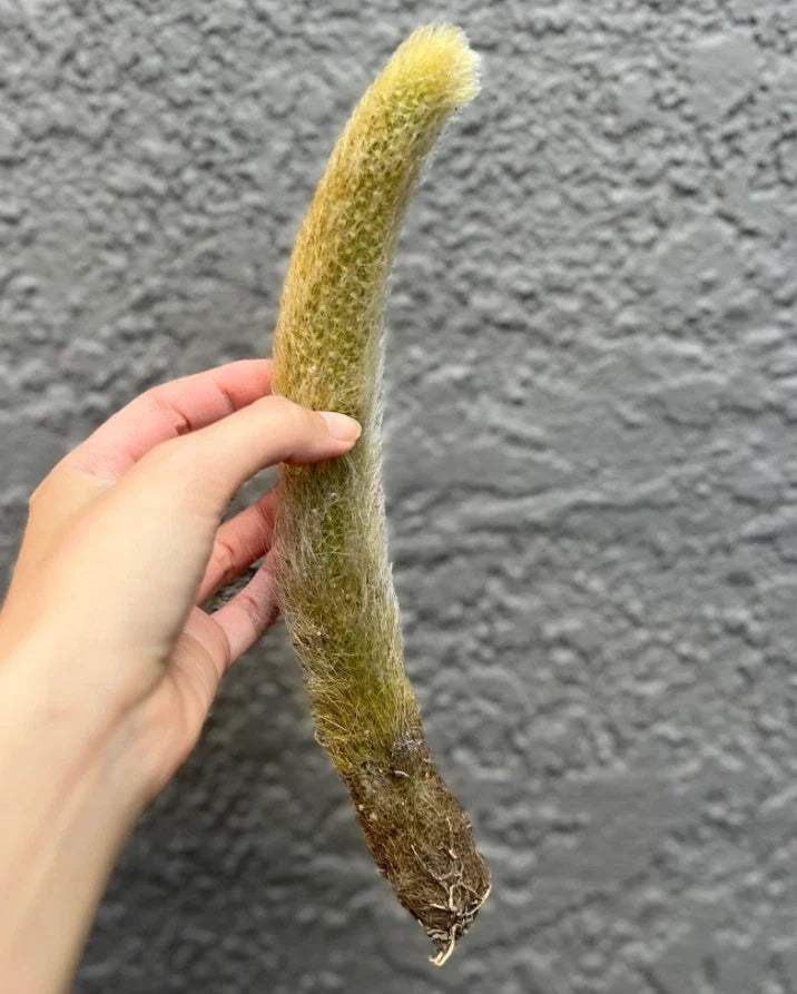 Monkey Tail Cactus Cutting 6-8" Bare Root Hildewintera fuzzy desert succulent for indoor outdoor display