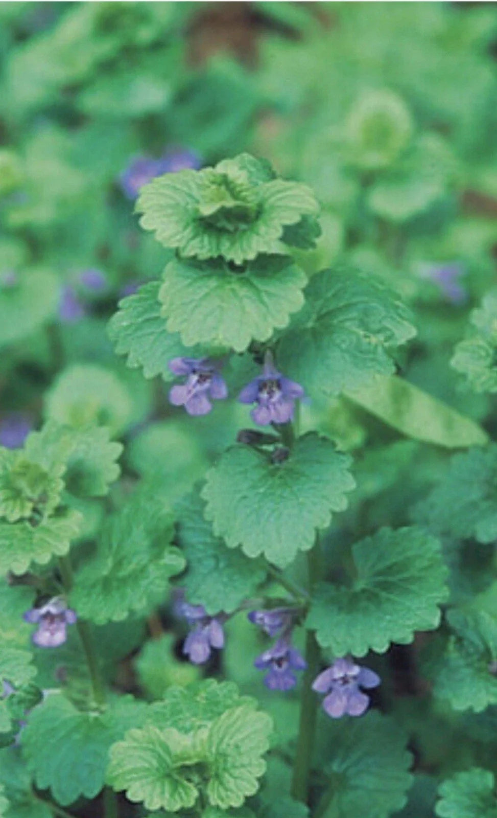 Creeping Charlie Live Vine Plant – 10 Roots, Evergreen, Glechoma Hederacea, Trailing Indoor Greenery