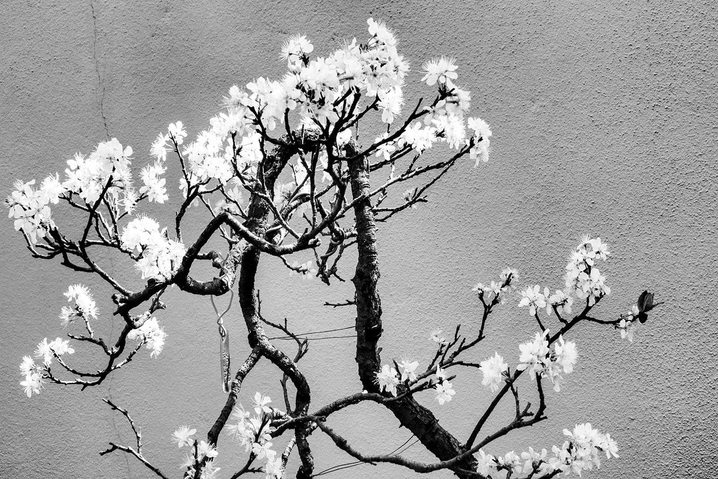 Cherry Tree Bonsai Seeds - 20 Pack Prunus serrulata Ornamental Cherry for Gardening & Bonsai Cultivation