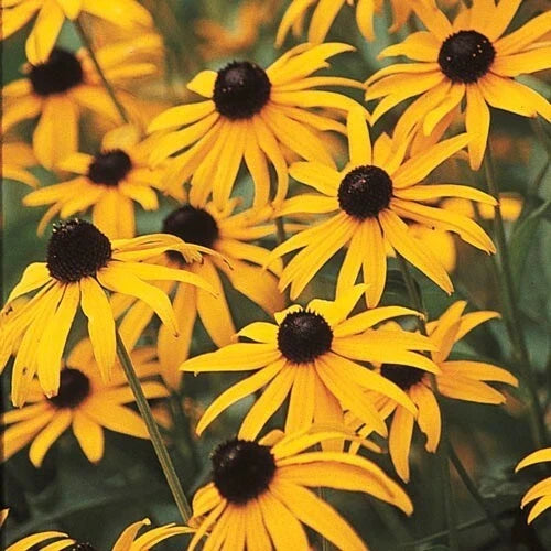 Black-Eyed Susan Seeds - 25 Fresh Rudbeckia hirta Flower Seeds for Garden, Borders, and Containers