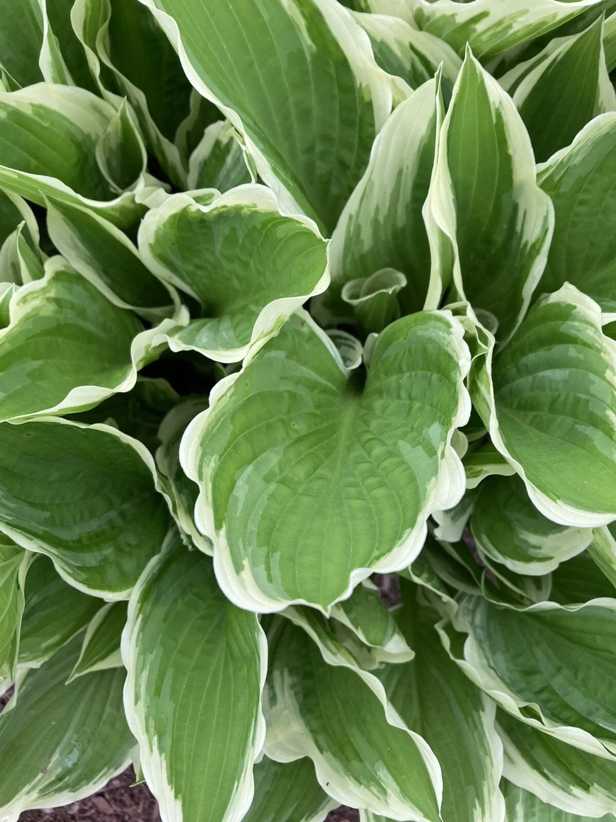 Hosta Plants Bare Root Bi-colored Shade Garden with Blue Flowers - 4 Pack