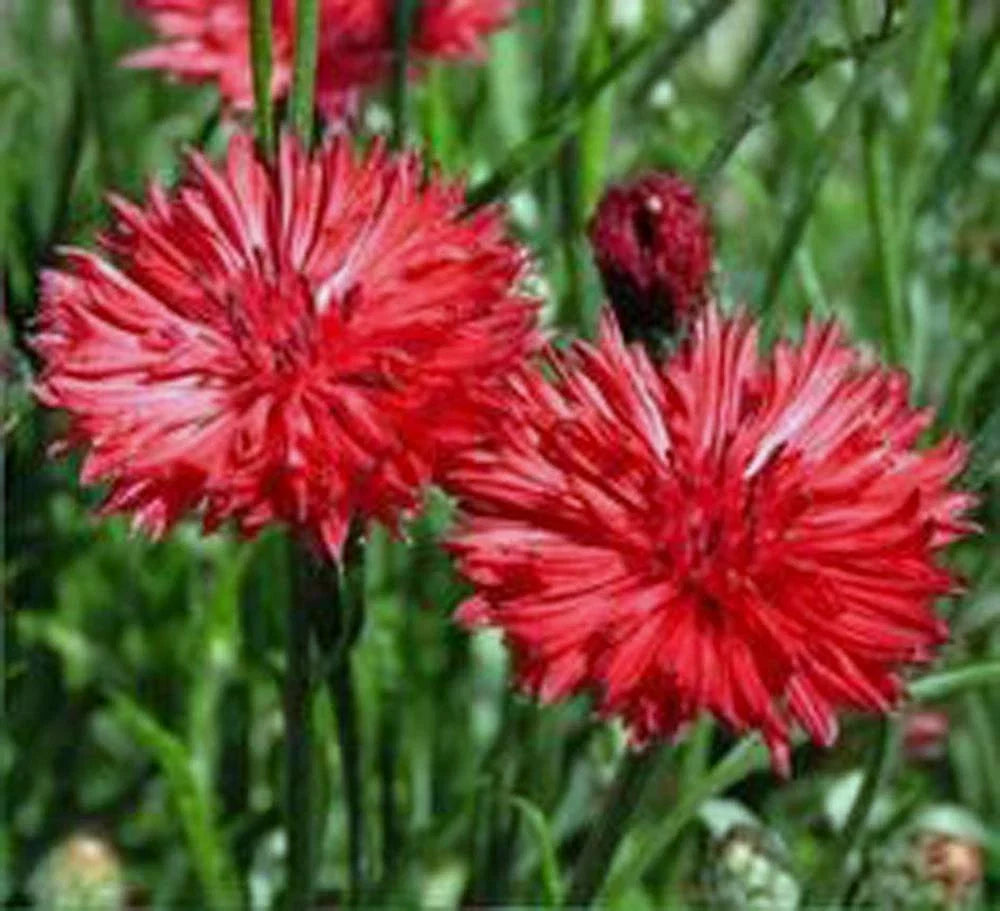 Bachelor Button Seeds, 50 Count, Tall Red Variety, Bright Blooms, Centaurea cyanus, Garden Flowers, Pollinator Attractant