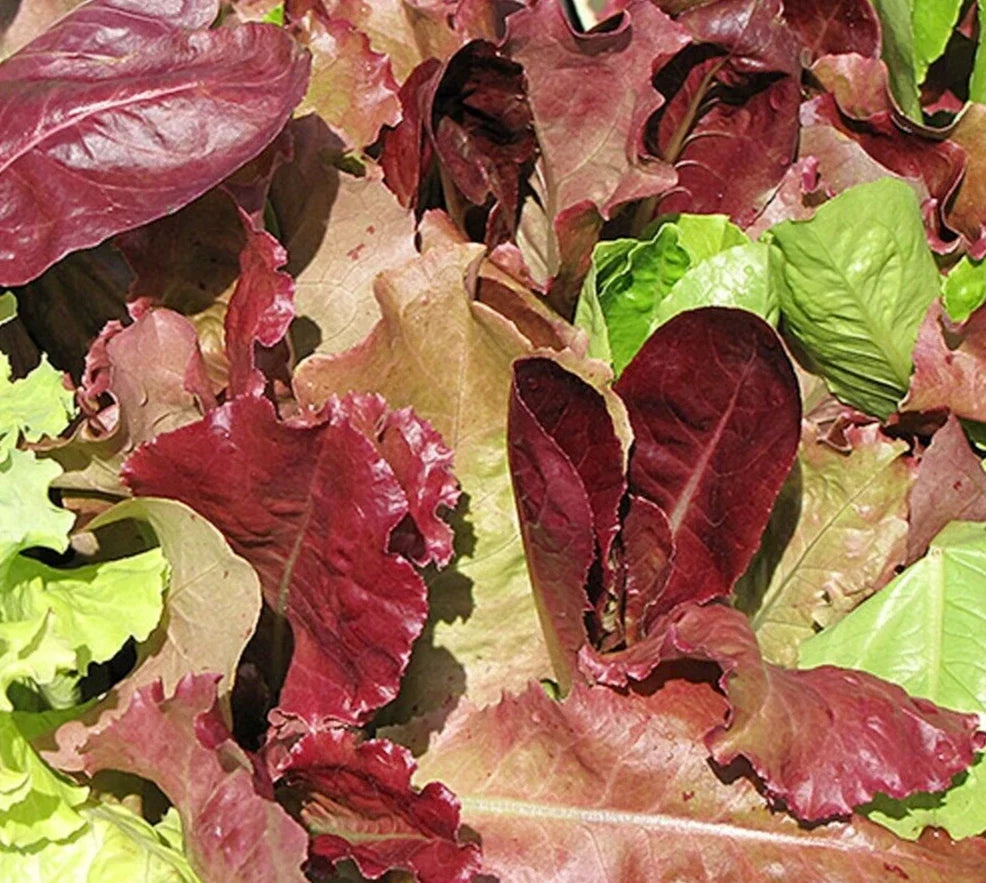 Gourmet Salad Blend Lettuce Seeds – 4 Varieties, Over 500 Non-GMO Vegetable Seeds for Home Gardening, Lactuca sativa