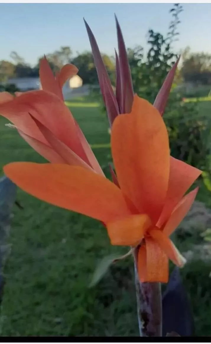 Orange Canna Lily Bulbs 3 Pack with Dark Foliage, Canna indica, Exotic Flowering Bulbs for Garden & Landscape
