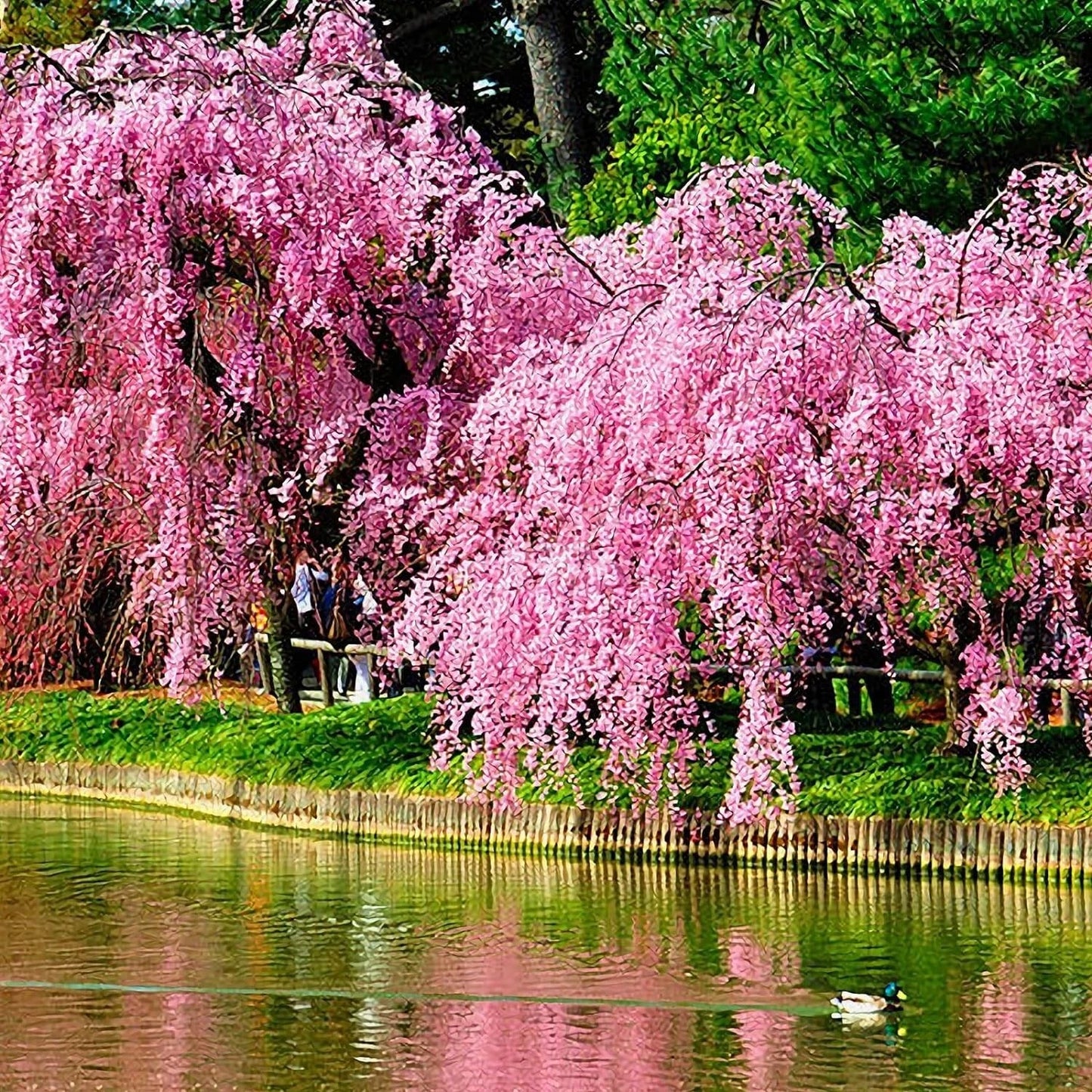 Weeping Sakura Seeds 20 Pcs Prunus pendula Cherry Blossom Tree for Garden, Landscape & Container Planting