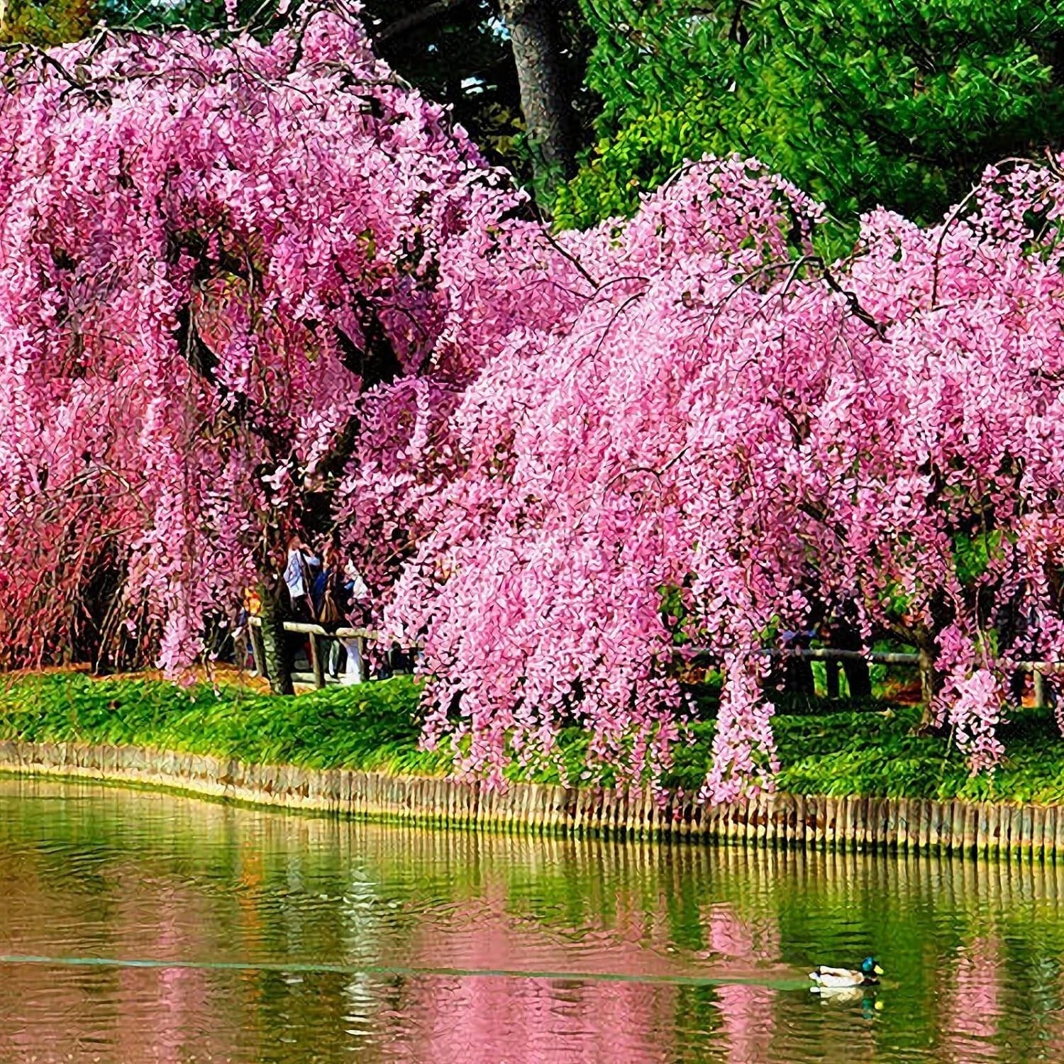 Weeping Sakura Seeds 20 Pcs Prunus pendula Cherry Blossom Tree for Garden, Landscape & Container Planting