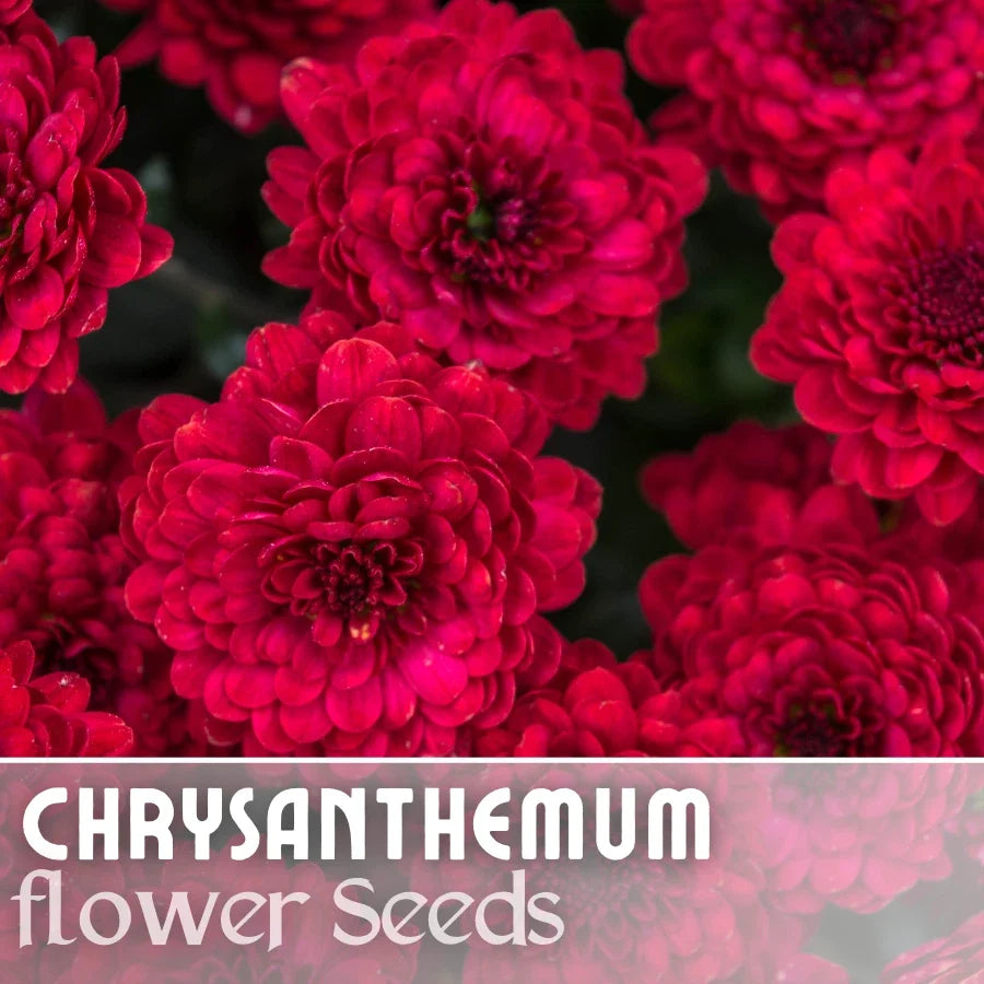 Chrysanthemum Seeds - Divine Charm Mum - 200 Annual Flower Seeds for Gardens, Borders & Containers - Chrysanthemum morifolium