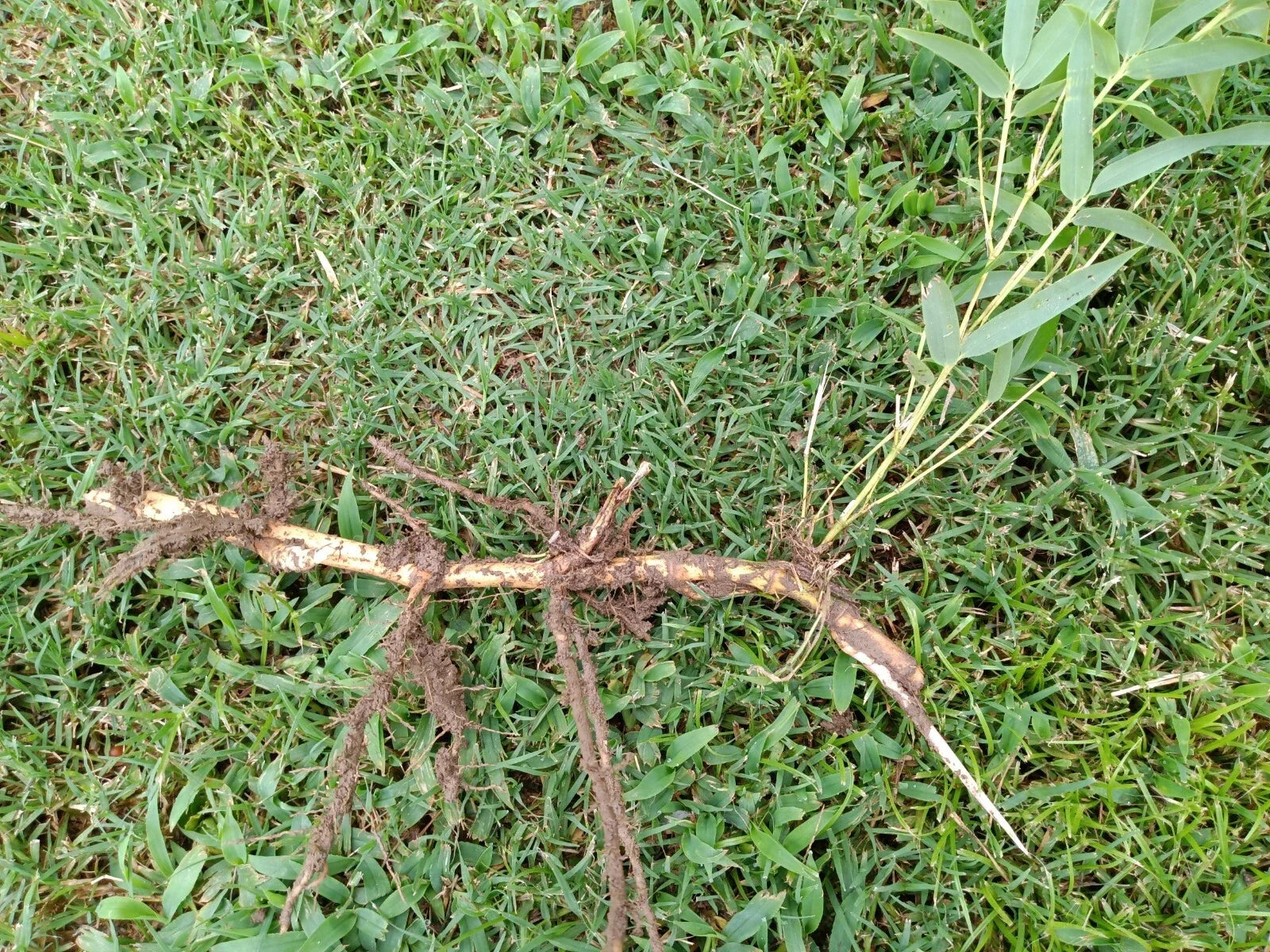 Live Bamboo Roots Set – Phyllostachys edulis, Fast-Growing Clumping Bamboo for Landscaping & Privacy Screens