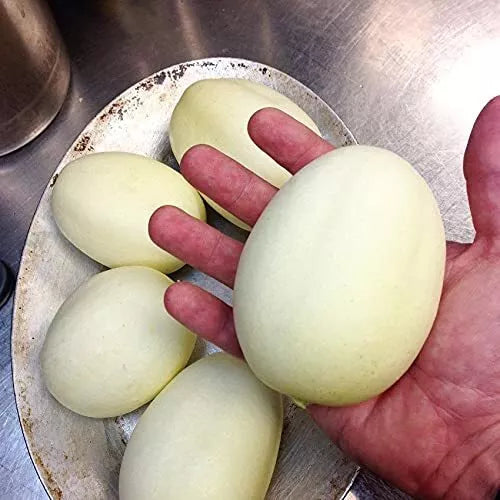 Dragon Eggs Seeds - 30 Count White Cucumbers Cucumis sativus Unique Climbing Vine for Home Gardening