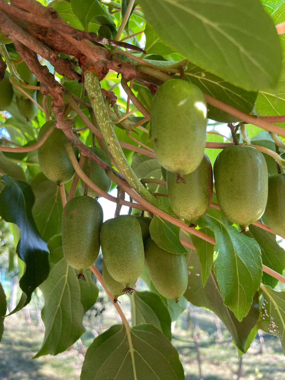 Issai Kiwi Seeds - 50+ Cold Hardy Arctic Grape Berry Superfruit Garden Plant - Actinidia arguta