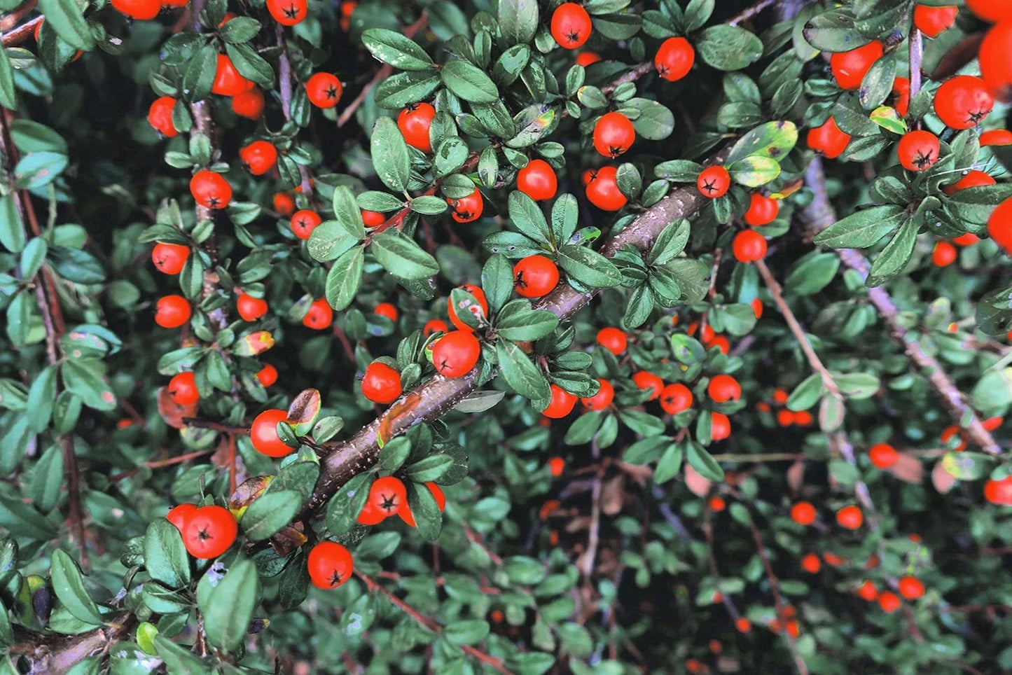 Creeping Cotoneaster Seeds - 50 Pack, Ground Cover, Cotoneaster adpressus, Evergreen Foliage, Drought Tolerant, Erosion Control