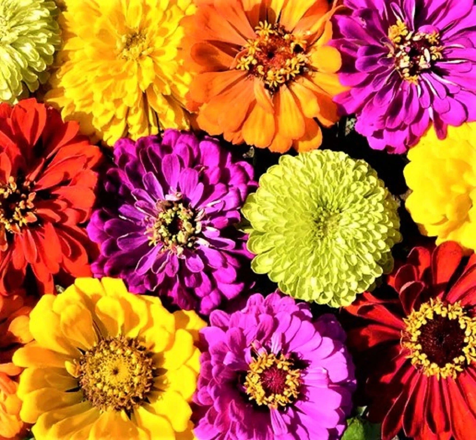 Confetti Zinnia Seed Mix - 100+ Non-GMO Seeds, Colorful Annual Flowers for Gardens, Borders & Containers - Zinnia elegans