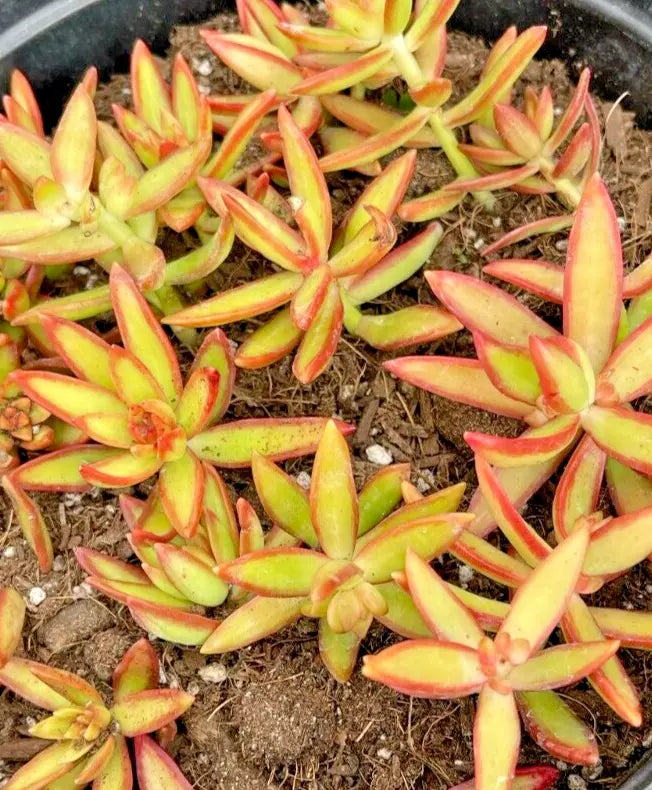 Succulent Sedum adolphi 'Firestorm' 2 Live Plants, Yellow-Red Rosettes, Trailing, Bare Root