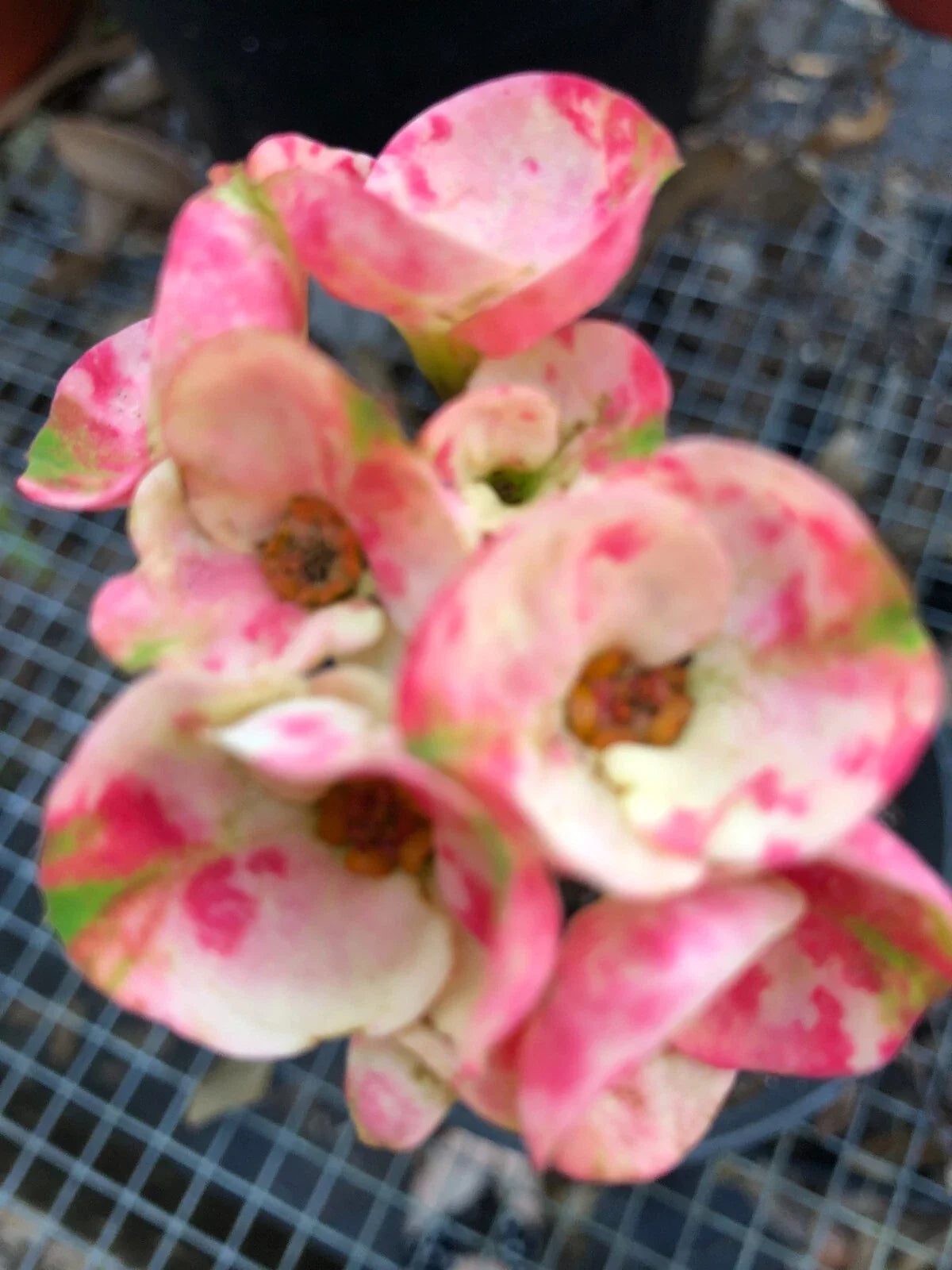 Crown of Thorns Cutting - Rooted Euphorbia milii - Thai Hybrid Big Boy Succulent Plant for Indoor & Outdoor Gardening