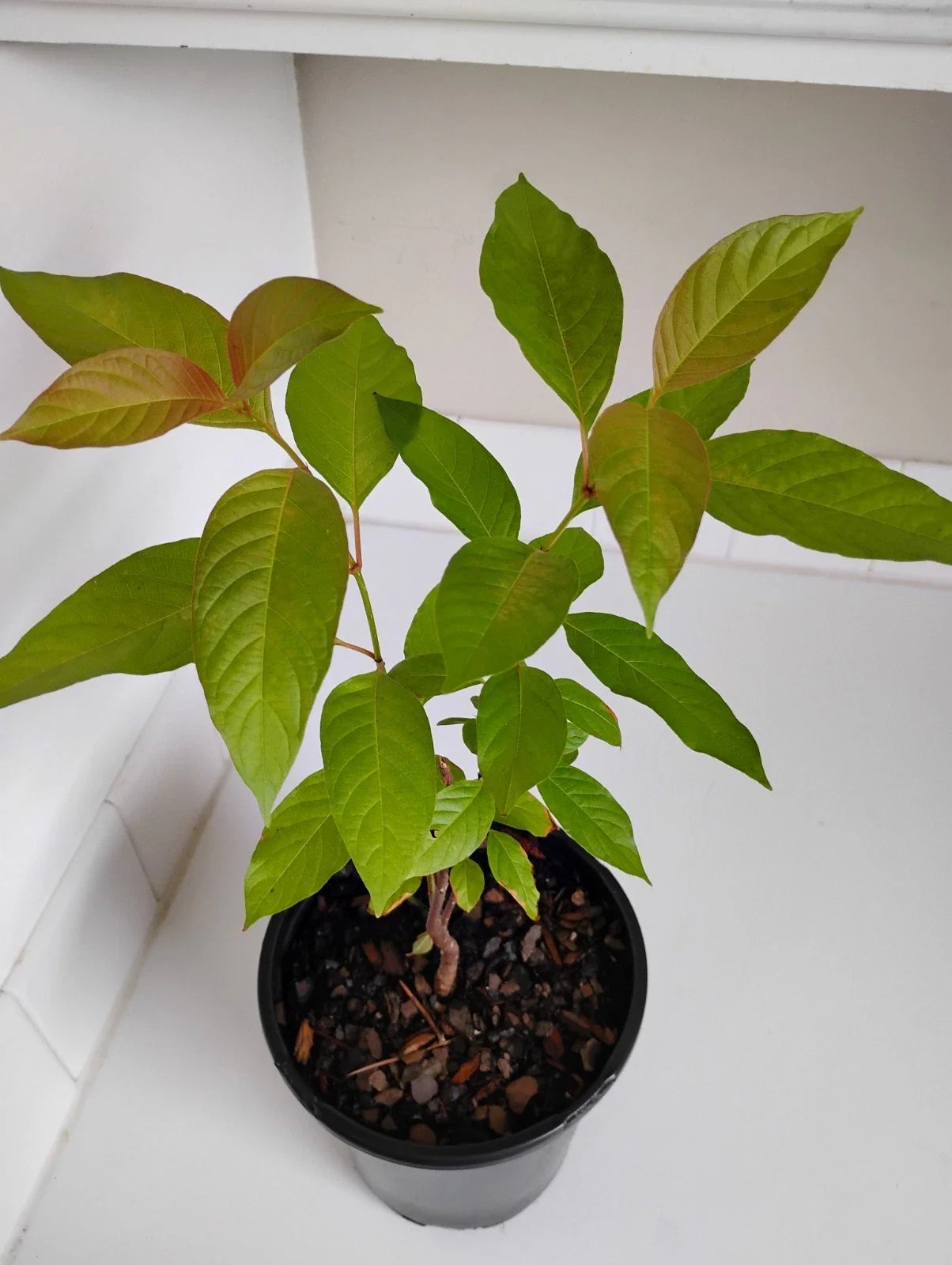 Buttonbush Live Plant in 1-Gallon Pot, Cephalanthus occidentalis, Hardy Wetland Shrub, Pollinator Friendly