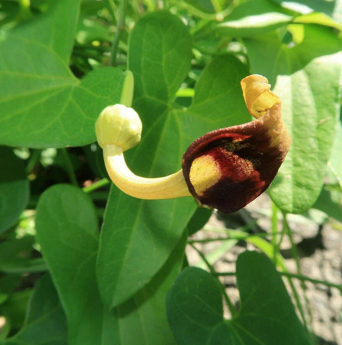 Creeping Dutchman's Pipe Vine Seeds - Aristolochia debilis, Fast Growing Ground Cover & Trellis Plant, 20 Pack