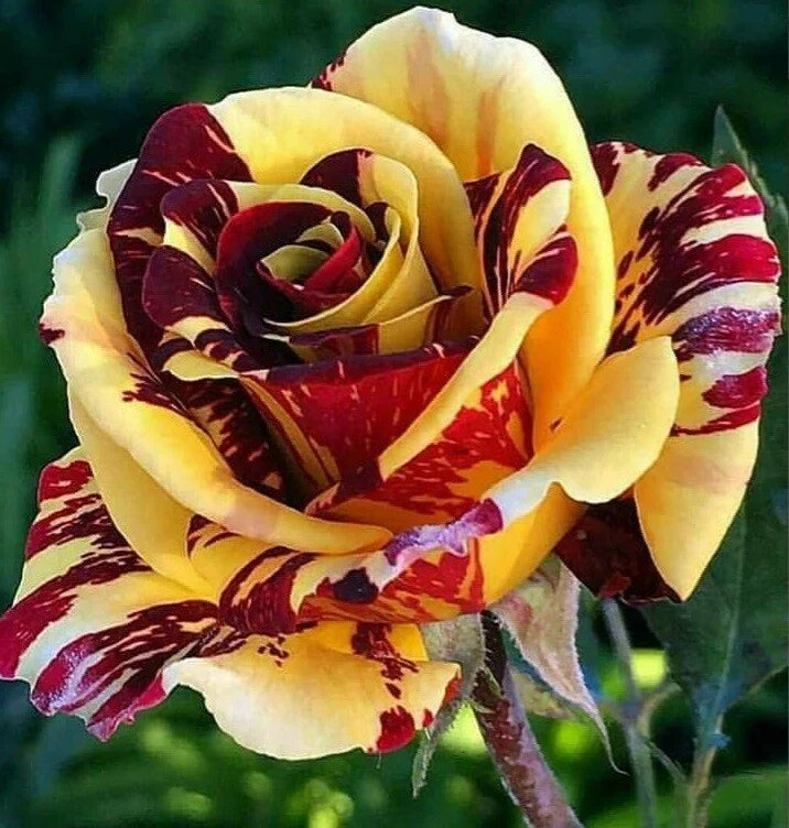 Yellow Red Rose Seeds – Perennial Flowering Shrubs for Garden Beds & Borders – Rosa spp.