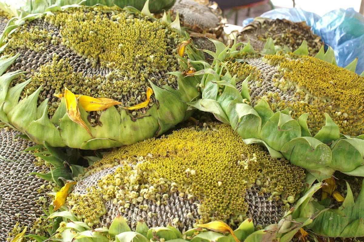 Giant Titan Sunflower Seeds - 25 Pack - 24-Inch Heads - Helianthus annuus