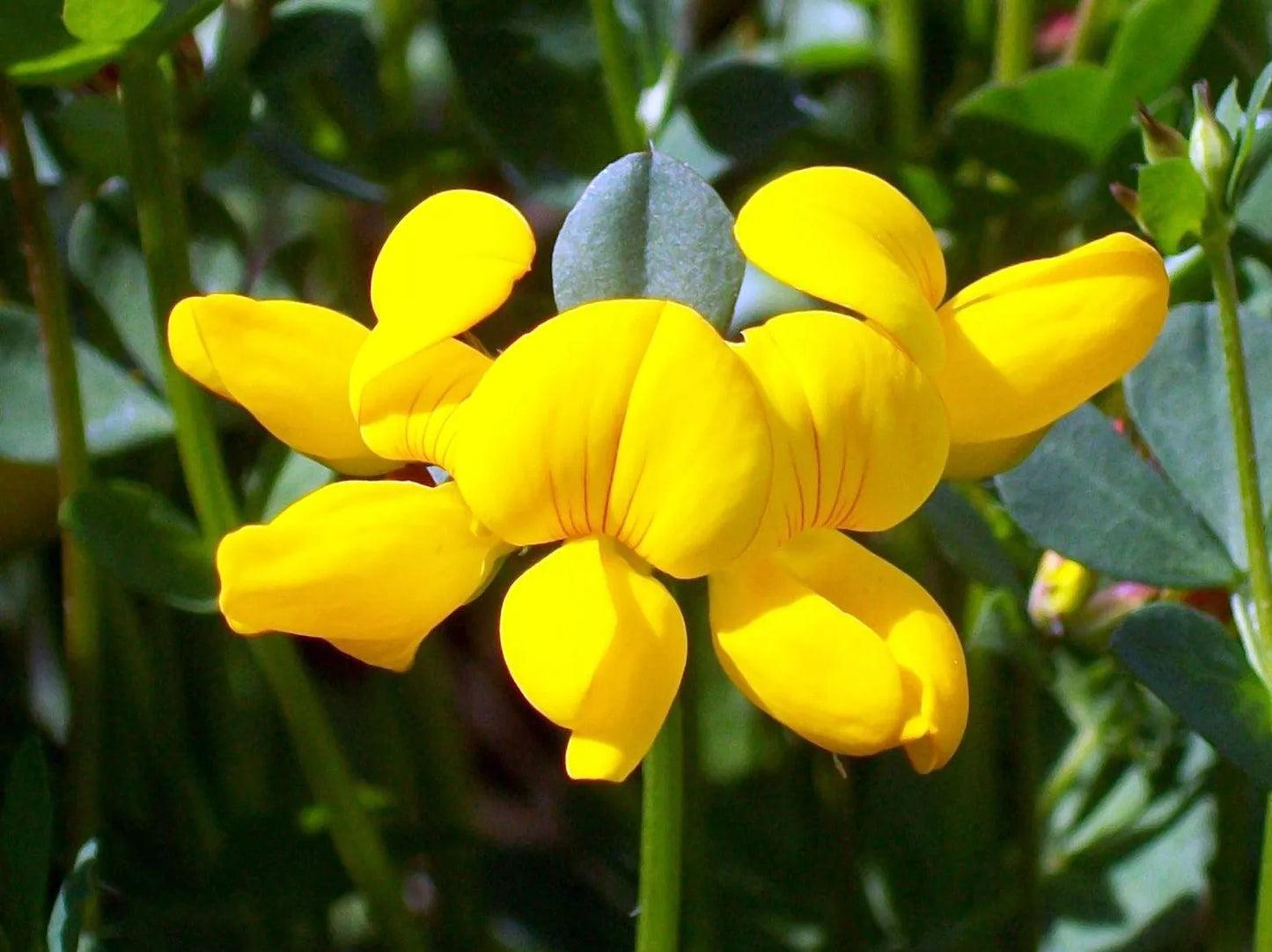 2500 Bird's Foot Trefoil Seeds - Lotus corniculatus Perennial Yellow - GroCo