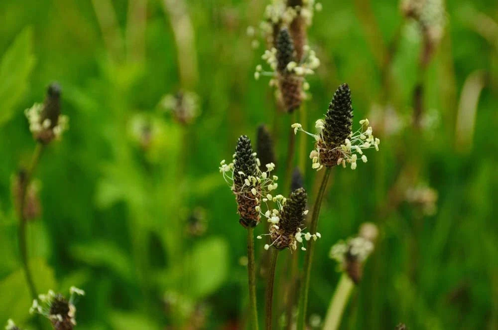 Narrowleaf Plantain Seeds 50 Pack - Plantago lanceolata for Garden, Wildflower, Edible, Drought Tolerant