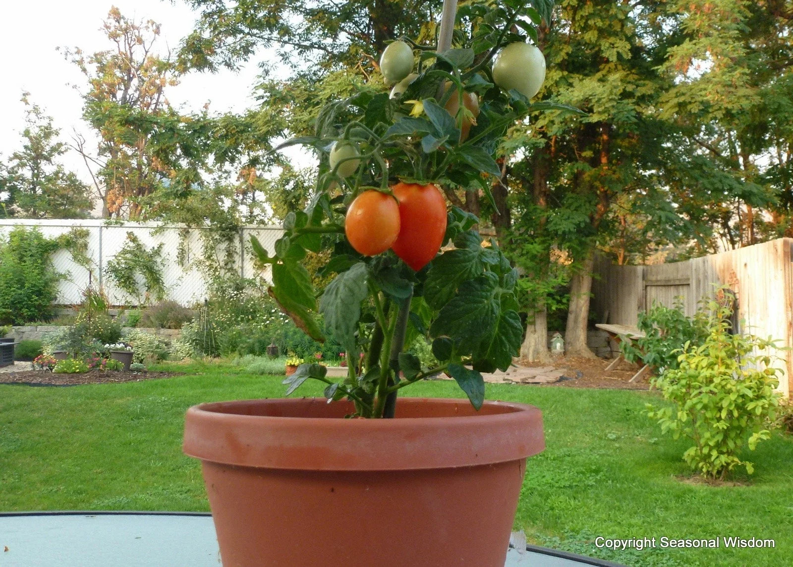 Roma Tomato Seeds - 20 Heirloom Solanum lycopersicum for Canning & Salads, Container & Window Box Gardening
